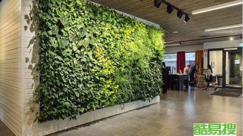 好，6平方小阳台改植物墙，90%业主踩过的3个大坑